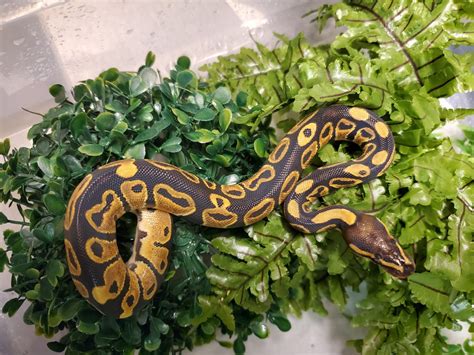 Image result for Baby Ball Python with Attitude
