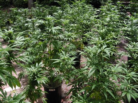 Image result for Growing a Autoflower