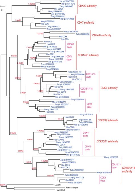 Toradh íomhá ar Evolution Tree Homosapien