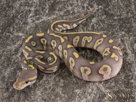 Afbeeldingsresultaten voor Het Ghost Ball Python