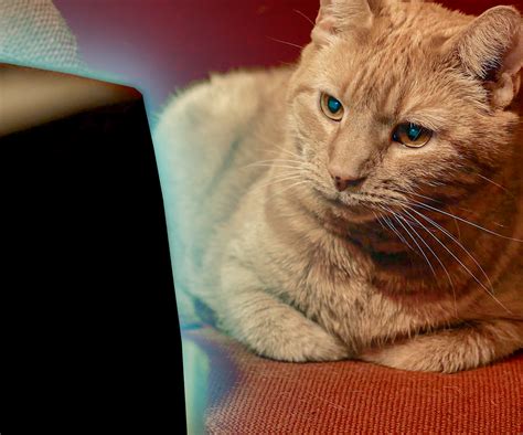 Raspberry Pi Cable Connection to TV に対する画像結果