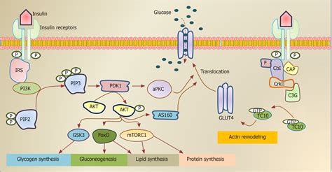 Image result for Insulin Signaling Pathway Diagram
