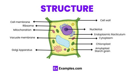 Basic Plant Cell Structure に対する画像結果