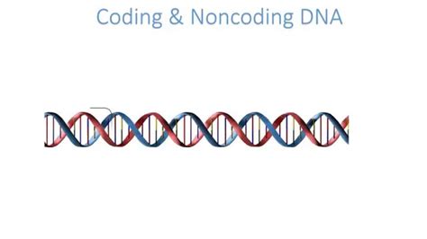 Image result for Coding N Non-Coding