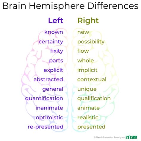 brain hemisphere differences に対する画像結果