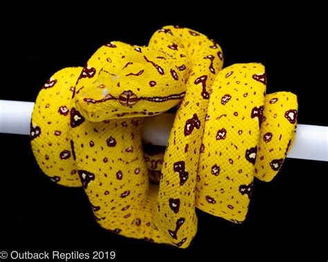 Python Yellow に対する画像結果