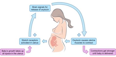 Positive Feedback Loop に対する画像結果