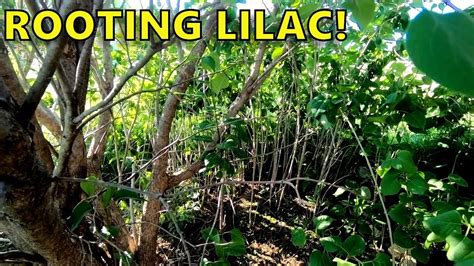 Image result for Lilac Tree Root System