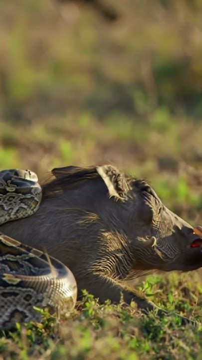 Toradh íomhá ar Python Hunting Pig