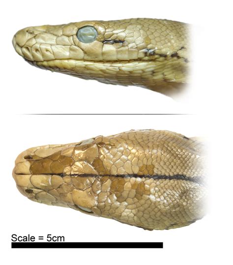 Image result for Python Head Angles