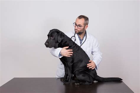 Dog On Back On Vet Table に対する画像結果