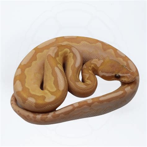Image result for Bamboo Ultramel Ball Python