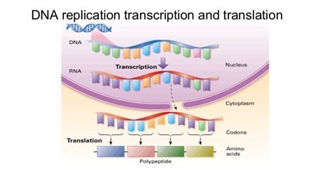 Image result for Replication Transcription and Translationt Key