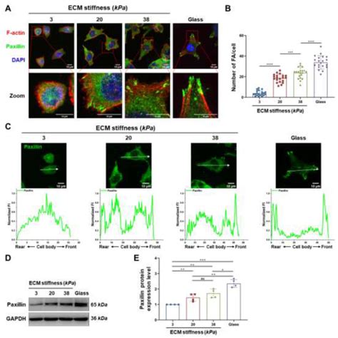 YAP1 Focal Adhesion に対する画像結果