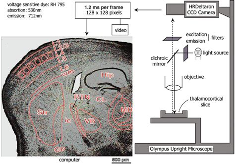 Image result for Halogen Array Imaging
