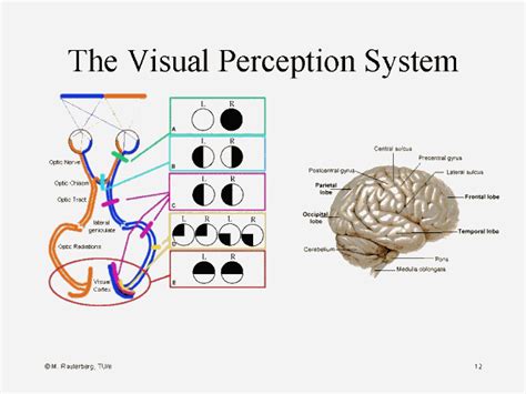 Visual Perception Types に対する画像結果