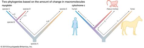 Image result for Evolutionary Steps