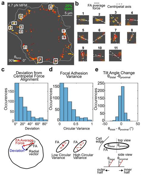 Focal Adhesion If 的图像结果