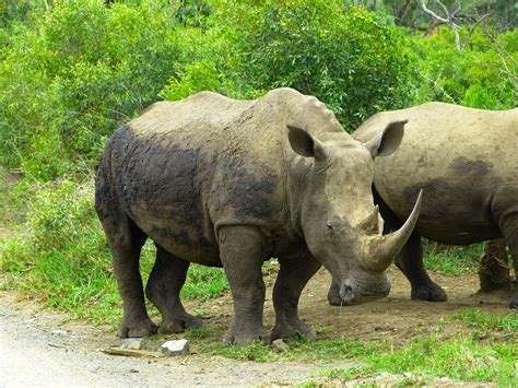 Rhino Architecture Rendering に対する画像結果
