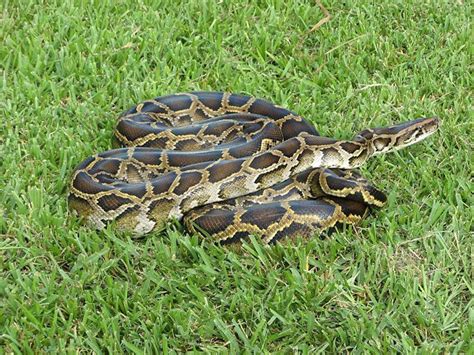 Image result for Burmese Python FL