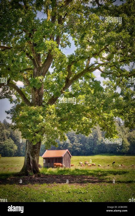 The Base of an Old Oak Tree に対する画像結果