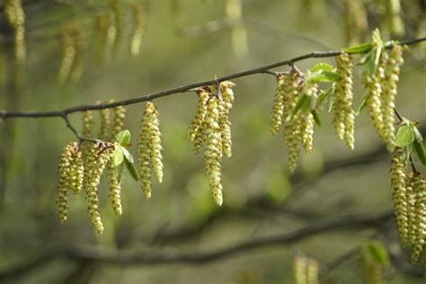 Image result for Pine Tree Catkins
