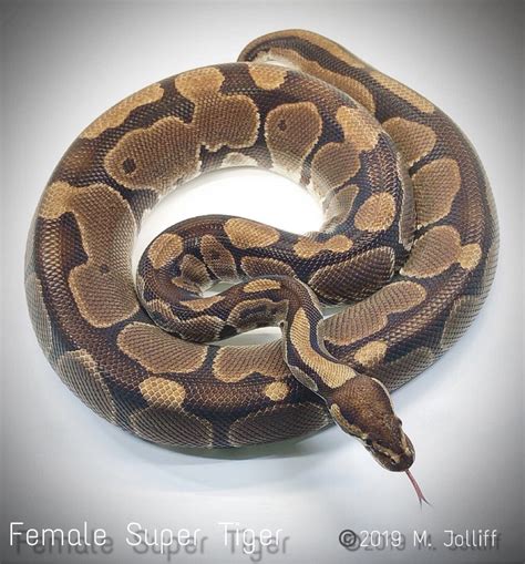 Image result for Tiger Ball Python Morph