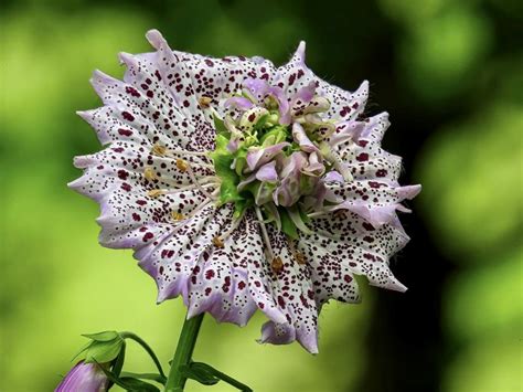Afbeeldingsresultaten voor Plant Mutations