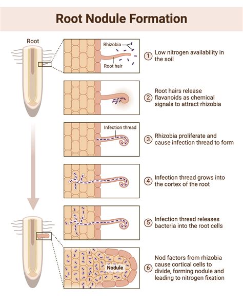 Afbeeldingsresultaten voor Root Nodule