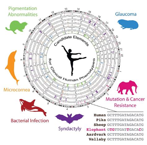 Human Genetic Traits List