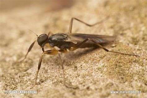 Image result for Insect