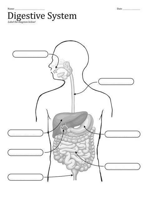 Toradh íomhá ar Life Process Worksheet Digestive System
