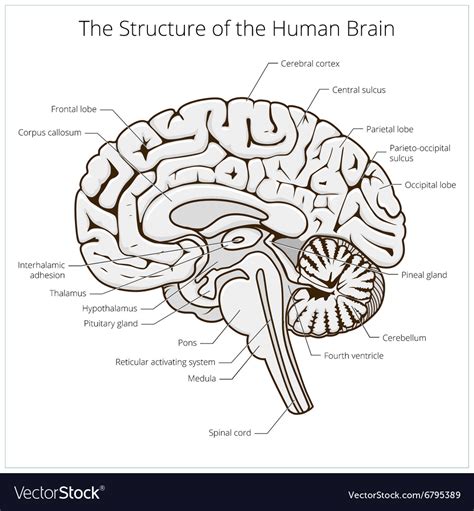 Afbeeldingsresultaten voor Brain Structure