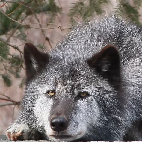 Image result for Wolves Howling Audio