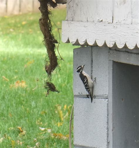 Image result for How to Install Dimple Board