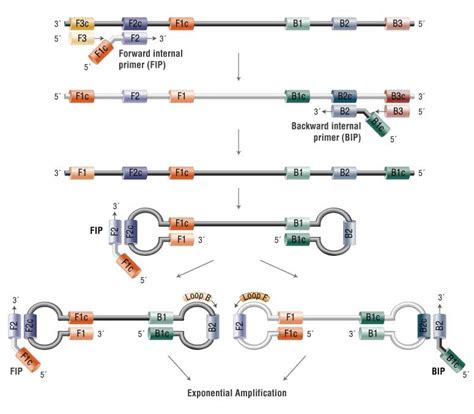 Lamp PCR に対する画像結果