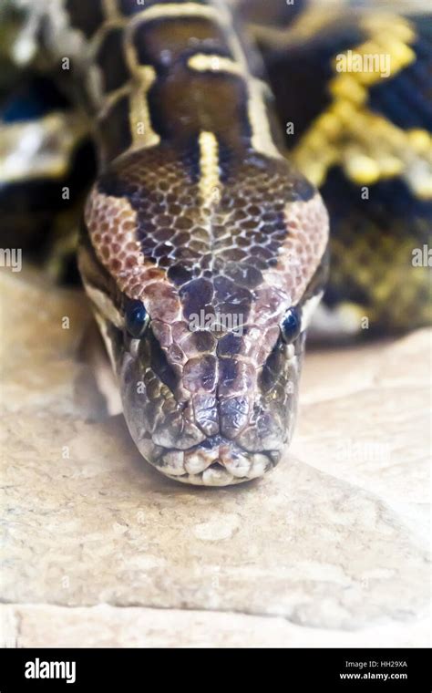 Image result for Top of Python Head