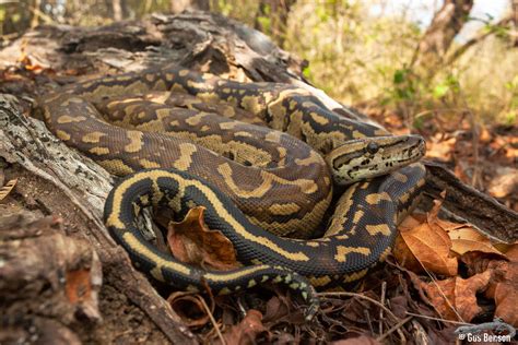 Python Natalensis に対する画像結果