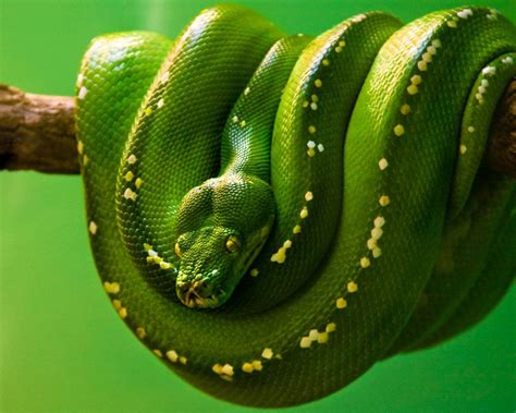 Image result for Python Green Colour Background