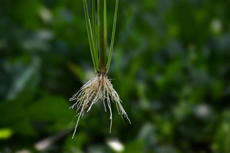 Image result for Paper Root System Rice