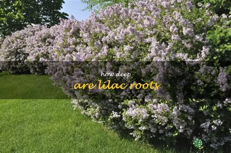 Image result for Lilac Tree Root System