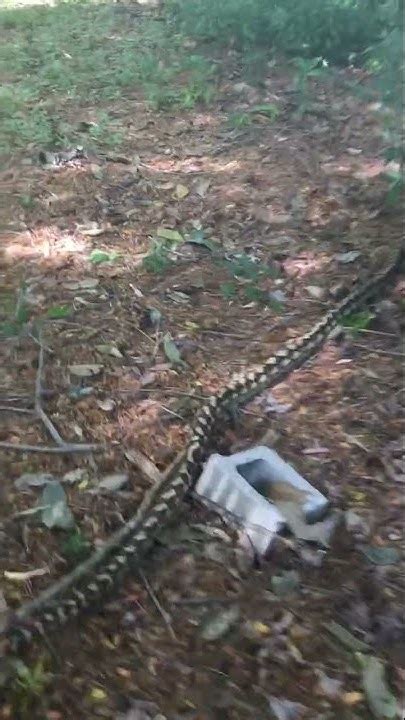 Toradh íomhá ar River Python