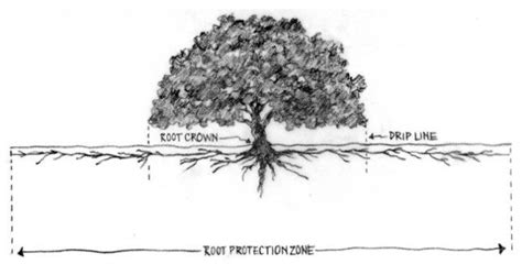 Image result for Water Oak Tree Root System