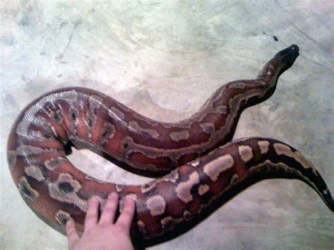 Image result for Blood Python Breeder