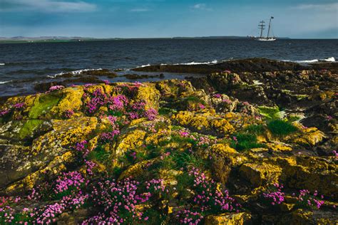 Image result for Islay Spring