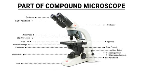 Image result for Compound Microscope Samples