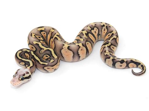Image result for Super Stranger Ball Python