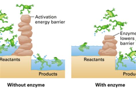 Image result for Activation Energy Example GIF