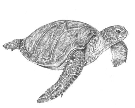 Real Turtle Drawing కోసం చిత్ర ఫలితం