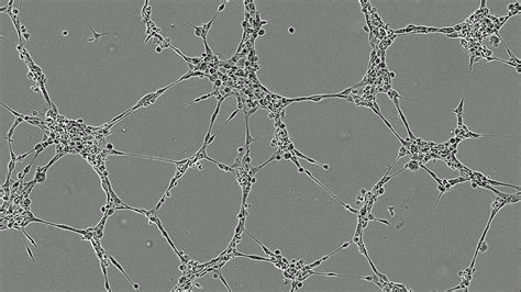 Image result for Lumen Microscope Slide